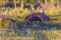 Sharp-tailed Grouse (Tympanuchus phasianellus)